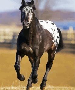 Black Appaloosa Horse paint by numbers