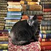 Black Cat Sitting Next To The Bookshelf paint by numbers