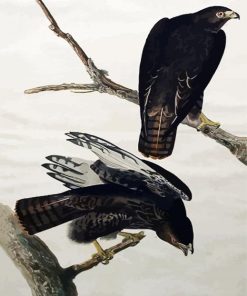 Black Warrior By John James Audubon paint by number