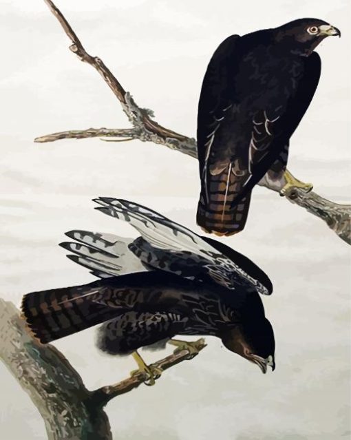 Black Warrior By John James Audubon paint by number