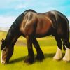 Black White Shire Horse paint by number