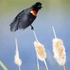 Blackbird With Red Wings paint by numbers