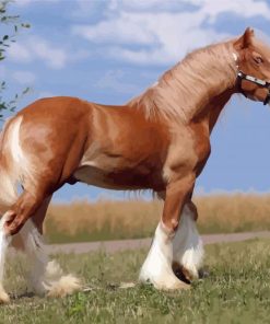 Blonde Shire Horse paint by numbers