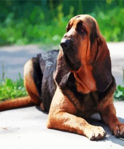 Bloodhound Dog Animal paint by numbers