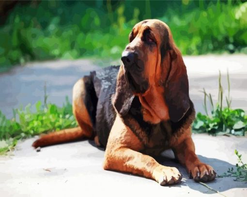 Bloodhound Dog Animal paint by numbers