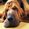 Bloodhound Sleeping paint by numbers