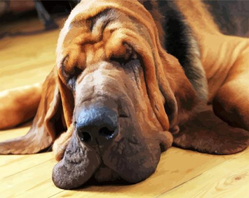 Bloodhound Sleeping paint by numbers