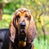 Bloodhound Dog paint by numbers