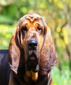 Bloodhound Dog paint by numbers