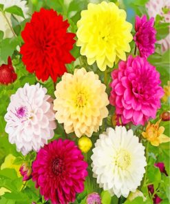 Blooming Dahlias paint by numbers