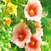 Blooming Hollyhocks Flowers paint by number