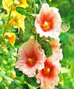 Blooming Hollyhocks Flowers paint by number