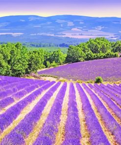 Blooming Lavender Field Provence Paint by numbers