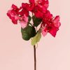 Blooming Pink Bougainvillea paint by numbers