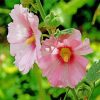 Blooming Pink Hollyhocks paint by number