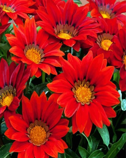 Booming Red Gazania paint by numbers