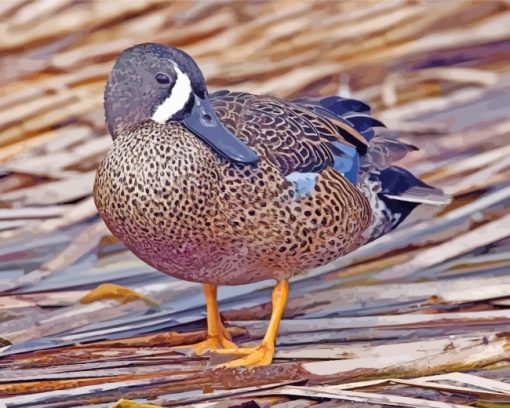 Blue Winged Teal Bird paint by numbers