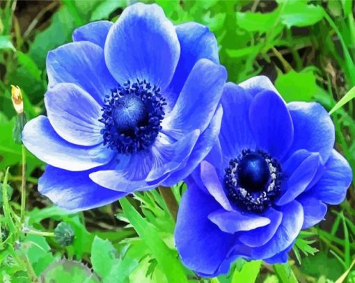 Blue Anemones paint by numbers