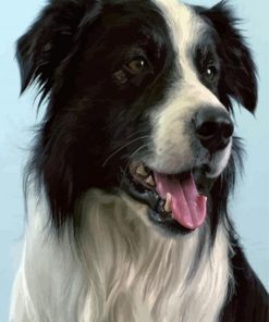 Border Collie Animal paint by numbers