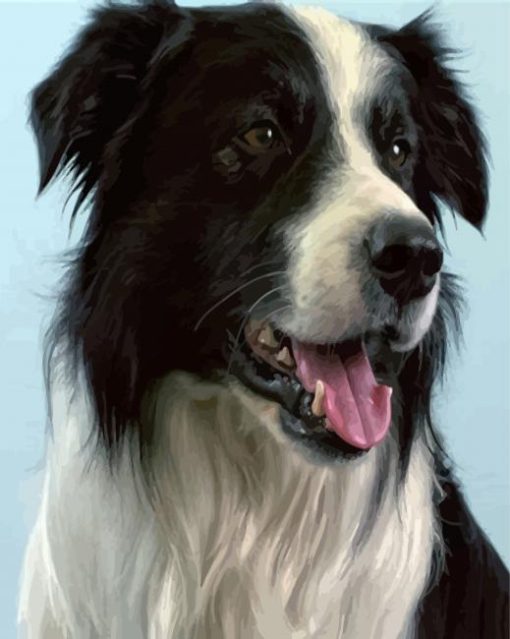 Border Collie Animal paint by numbers