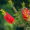 Bottelbrush Flowers paint by numbers