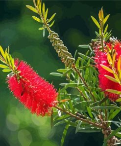 Bottelbrush Flowers paint by numbers