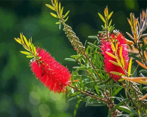 Bottelbrush Flowers paint by numbers