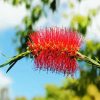 Bottlebrush In A Branch paint by number