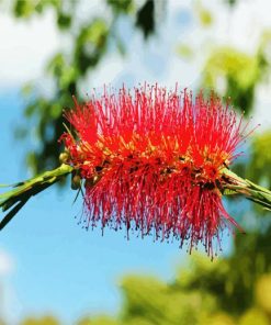 Bottlebrush In A Branch paint by number