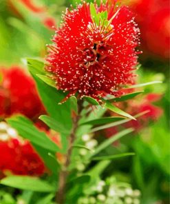 Bottlebrush Plant paint by number