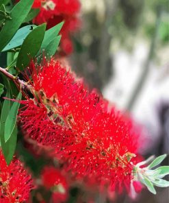 Bottlebrushes Plants paint by numbers