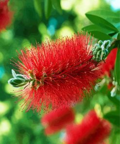 Bottlebrush paint by number