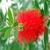 Bottlebrushes Flower paint by numbers