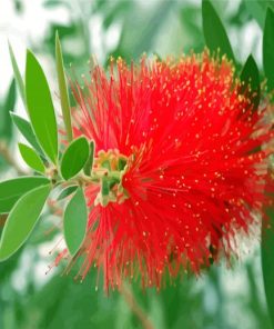 Bottlebrushes Flower paint by numbers