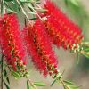 Bottlebrushes In A Branch paint by numbers