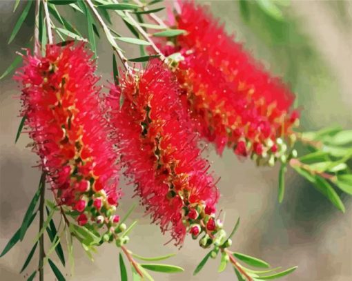 Bottlebrushes In A Branch paint by numbers