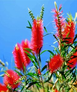 Bottlebrushes paint by numbers