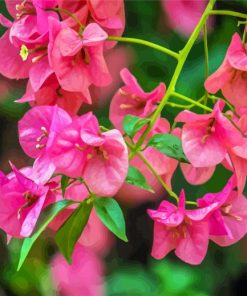 Bougainvillea Flowering Plant paint by numbers