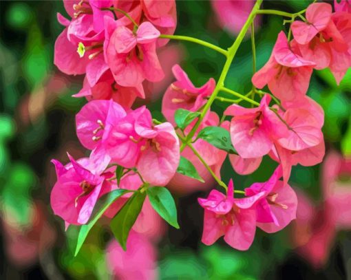 Bougainvillea Flowering Plant paint by numbers