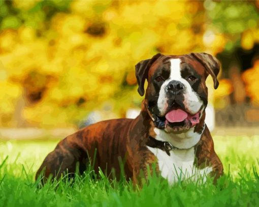 Boxer Dog Animal paint by number