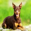 Brown Australian Kelpie Dog paint by numbers