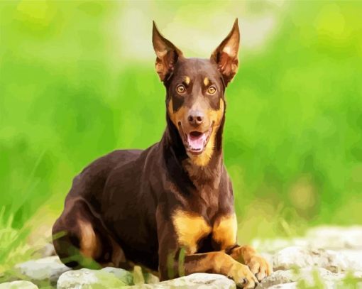 Brown Australian Kelpie Dog paint by numbers