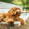 Brown Labradoodle Dog paint by number