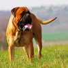 Bullmastiff Dog paint by numbers