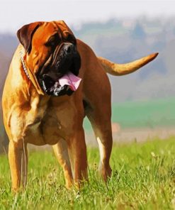 Bullmastiff Dog paint by numbers