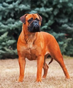 Brown Bullmastiff Dog paint by numbers