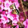 Butterfly On Azaleas Flowers paint by numbers