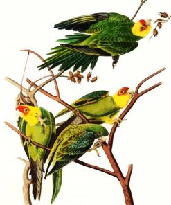 Carolina Parrot By John James Audubon paint by number