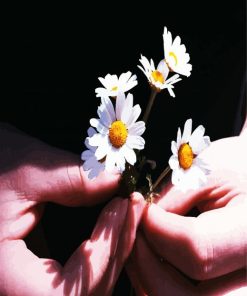 Chamomile Flowers In Hand paint by numbers