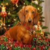 Christmas Dachshund Dog paint by number